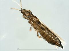 Thripidae