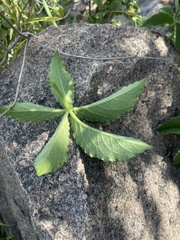 Cyphostemma