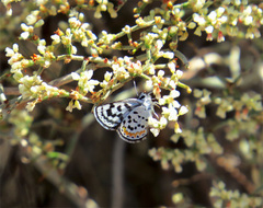 Euphilotes pallescens