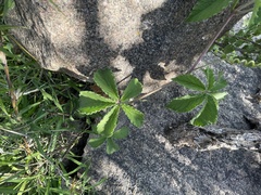 Cyphostemma