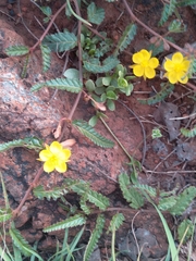 Corchorus asplenifolius