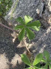 Cyphostemma