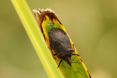 Mecocephala bonariensis