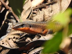 Eutropis