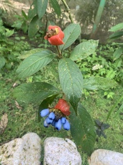 Palicourea tomentosa