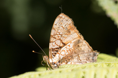 Hypanartia lethe