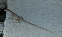 Anolis sagrei