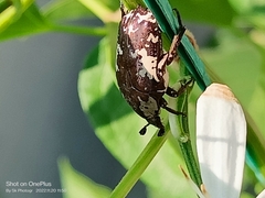 Protaetia aurichalcea