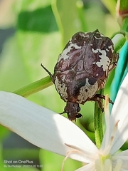 Protaetia aurichalcea