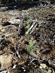 Chenopodium atrovirens