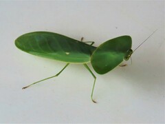 Choeradodis rhombicollis