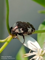 Protaetia aurichalcea