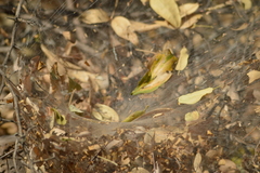 Aglaoctenus lagotis
