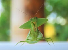 Choeradodis rhombicollis