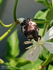 Protaetia aurichalcea