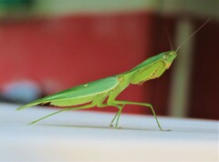 Choeradodis rhombicollis