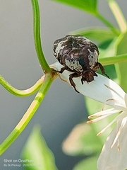 Protaetia aurichalcea