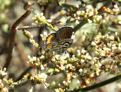Euphilotes pallescens