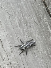 Cyrtopogon