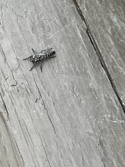 Cyrtopogon