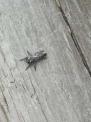 Cyrtopogon