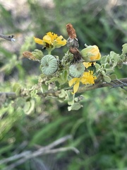 Abutilon pycnodon