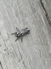 Cyrtopogon