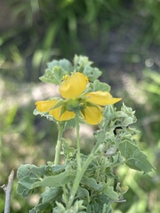 Abutilon pycnodon