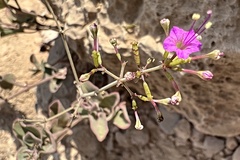 Commicarpus