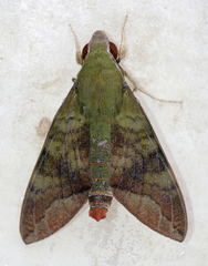 Nephele comma