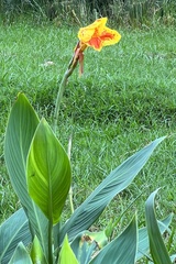 Canna × generalis