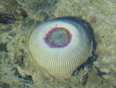 Bunodactis reynaudi