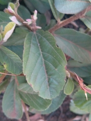 Combretum zeyheri