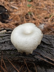 Pleurotus levis