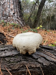 Pleurotus levis