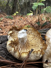 Pleurotus levis