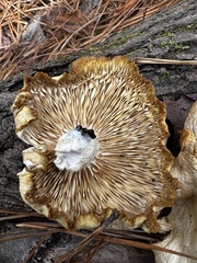 Pleurotus levis