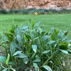 Canna × generalis