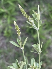 Achyropsis leptostachya