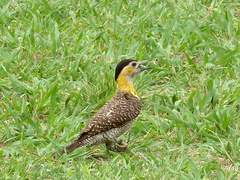 Colaptes campestris