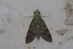 Nephele comma