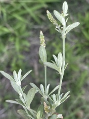Achyropsis leptostachya