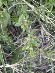 Achyropsis leptostachya