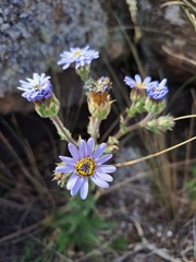 Perezia multiflora