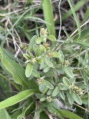 Achyropsis leptostachya