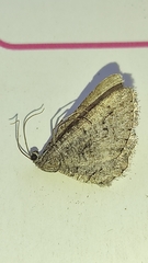 Idialcis jacintha