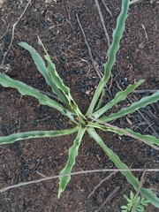 Drimia elata