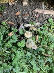 Psilocybe ovoideocystidiata