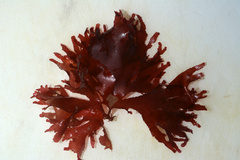 Metacallophyllis laciniata