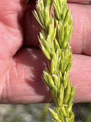 Leymus cinereus